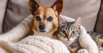 The Ultimate Food Guide for a Healthier You