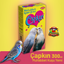 Çapkın Muhabbet Kuşu Yemi - 300 g